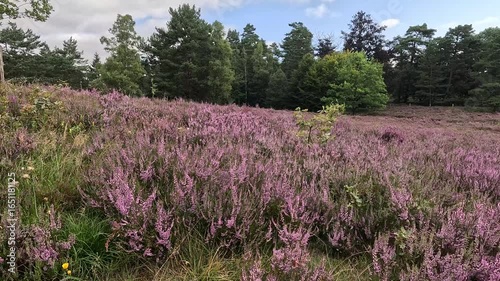 The Büsenbachtal in the Lüneburg Heath