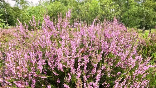 The Büsenbachtal in the Lüneburg Heath