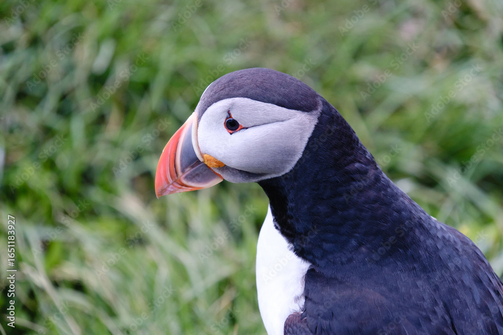 Naklejka premium Close-up of a vibrant puffin, showcasing its striking beak and unique features. This charming bird is nestled among the green grass of Iceland, capturing the essence of the islands wildlife.