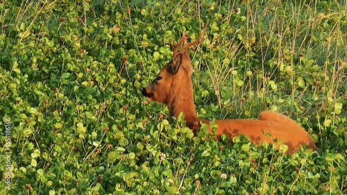 roe deer in the Elbe marsh