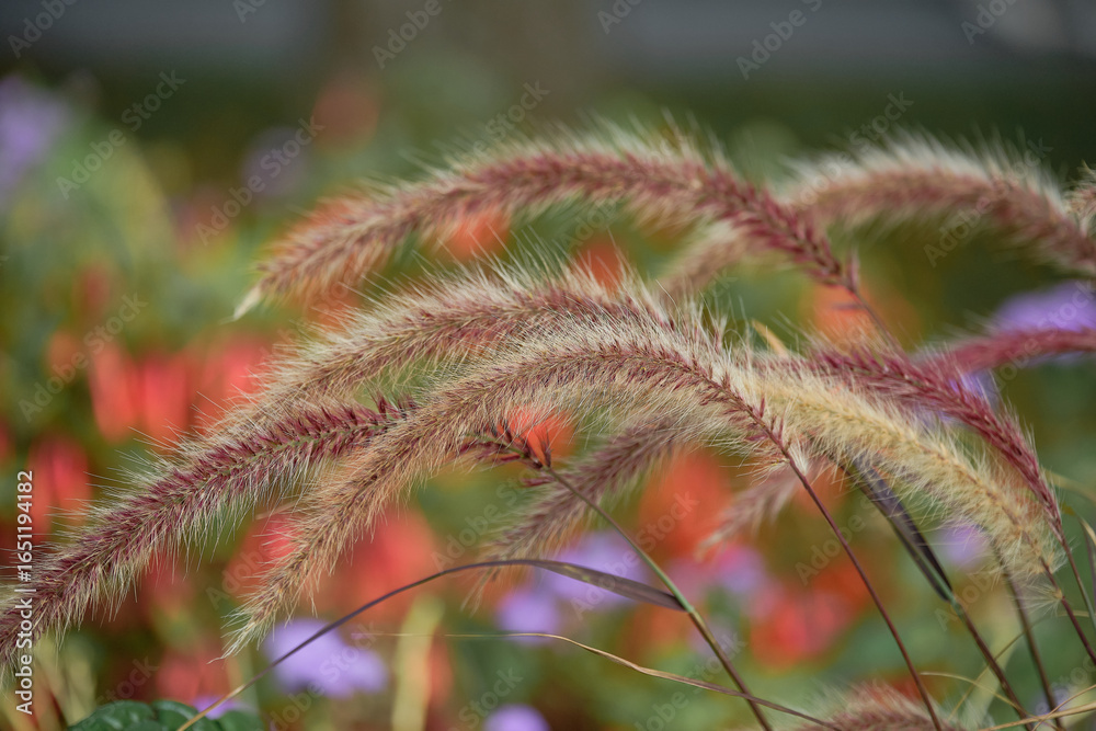 A close-up of a pennisetum plant on a green background. A close-up of a pennisetum plant on a green background.