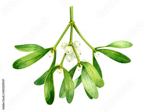 A - Minimal Watercolor Mistletoe Illustration with Delicate Brush Strokes, Isolated PNG.