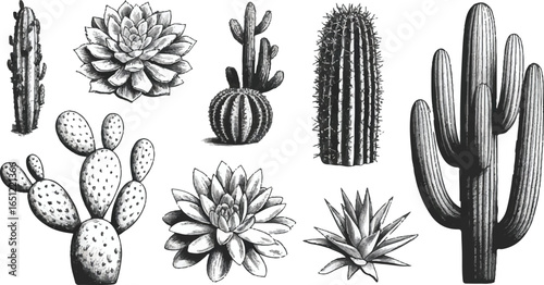 A vintage-style, black and white illustration of a group of different desert plants, including a tall saguaro, prickly pear, and various barrel cacti