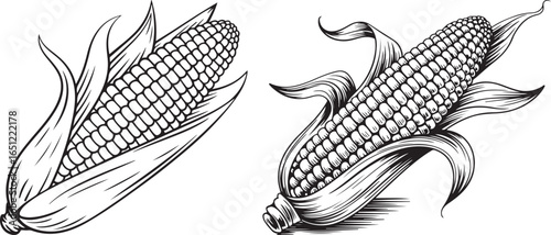 A detailed black and white illustration of two corn cobs, depicted in a classic vintage engraving or woodcut style, with visible kernels and husks