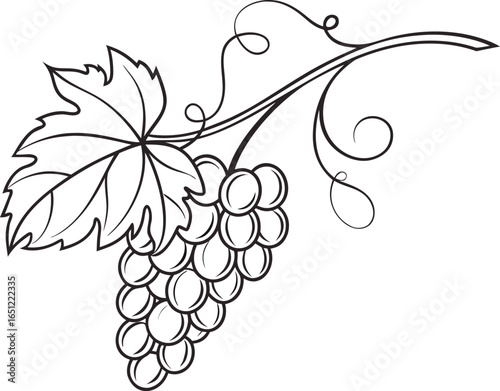 Vector art of grape vine with bunch of grapes isolated on white background, line drawing