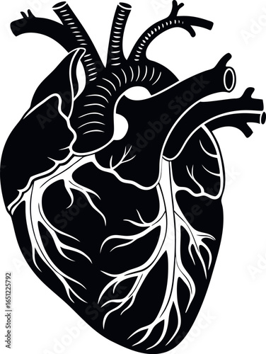 Vector art of stylized anatomical heart illustration isolated on white background