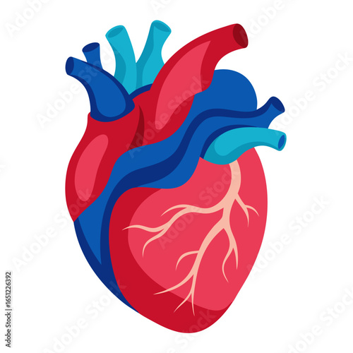 Vibrant anatomical heart illustration with bold colors and clear definition, perfect for medical, science, or health-related projects needing a striking visual representation of life's core.