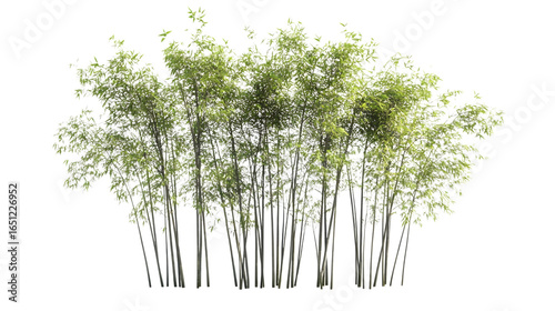 Watercolor Bamboo Trees Collection Isolated on White Background