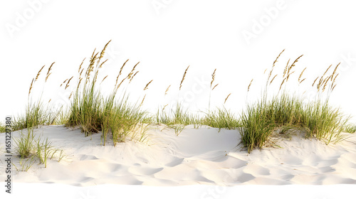 Golden sea oats sway gently on pristine white sand dunes, isolated on white background.