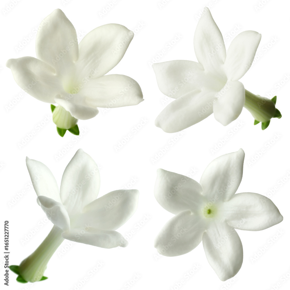 Fototapeta premium Small jasmine flowers isolated on white, set