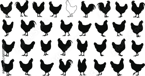 Set of chicken and rooster silhouettes, vector farm animal illustrations for agriculture, poultry, rural design, or butcher shop graphics