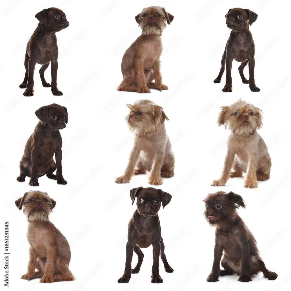 Obraz premium Cute Griffon puppies isolated on white, collage. Adorable dogs