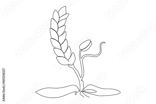 Minimal one line art of wheat seed germination growing into a golden wheat stalk