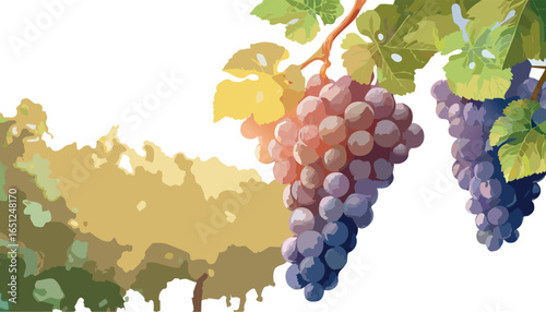 Ripe Grape Cluster Ready for Harvest