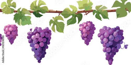 Ripe Grape Cluster Ready for Harvest