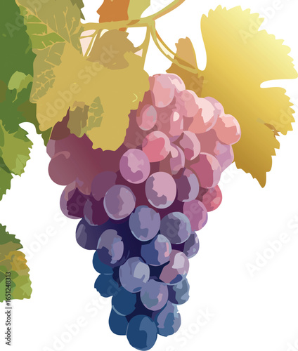 Ripe Grape Cluster Ready for Harvest