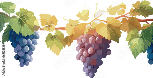 Ripe Grape Cluster Ready for Harvest