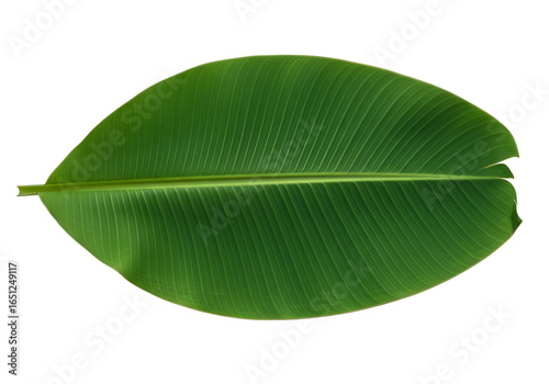 A vivid, full-shot image showcases a large, vibrant green banana leaf with prominent parallel veins against a deep black background.