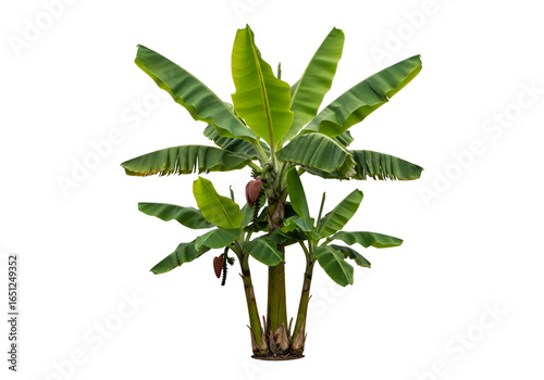 Lush banana plants with vibrant green leaves stand out against a dark background, showcasing tropical foliage.