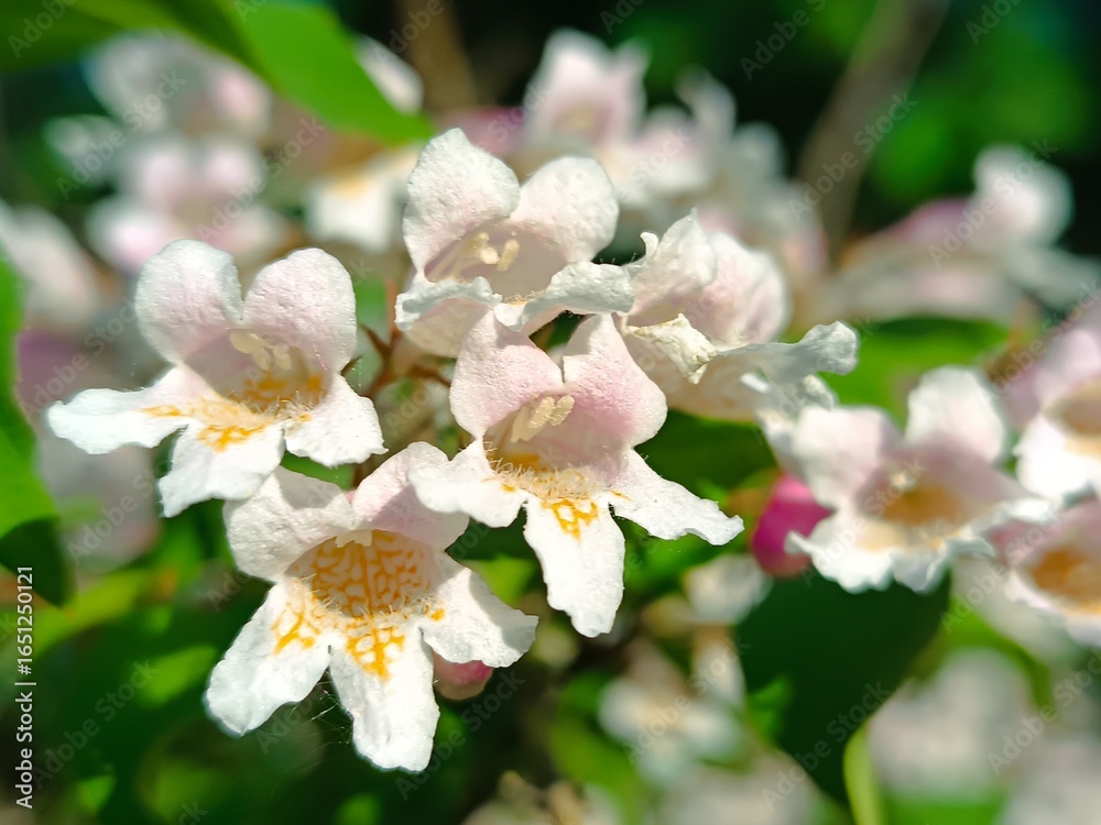 Fototapeta premium Close-up of delicate white and pink Abelia flowers in full bloom