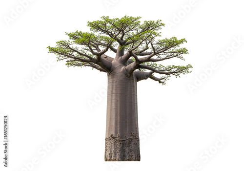 A full shot of a majestic baobab tree, its thick trunk and extensive canopy creating a striking visual.