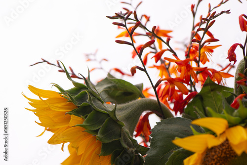Orange Crocosmia Flowers on Soft White Background. Minimal Botanical Nature Photography. Close-up selective focused Montbretia. Perfect for use in floral designs, backgrounds, and seasonal decor.