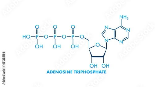 Adenosine and Adenosine Triphosphate Chemical Formulas