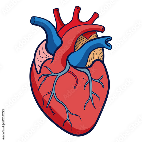 Vibrant, stylized human heart illustration showcasing intricate vascular system in bold red and blue tones, perfect for medical education and health awareness campaigns