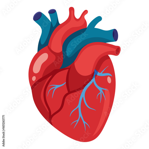 Vibrant human heart illustration symbolizing life, health, and medical science with clear anatomical details, perfect for healthcare campaigns and educational materials