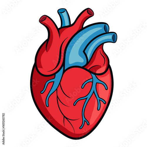 Vibrant anatomical heart illustration showcasing essential circulatory system for medical education and health awareness campaigns