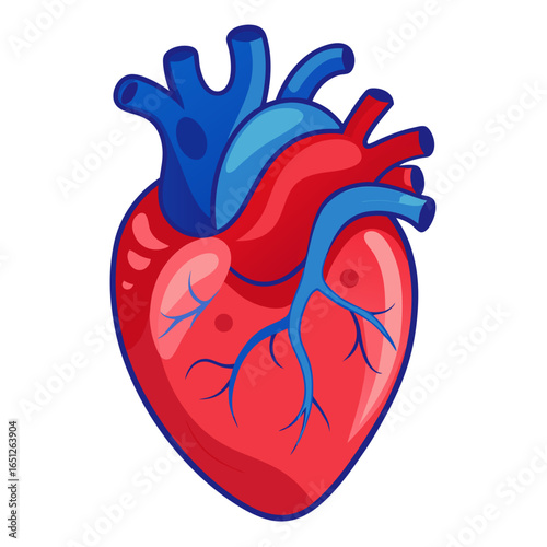 Vibrant anatomical human heart illustration with clear arteries and veins, perfect for medical education and health awareness campaigns