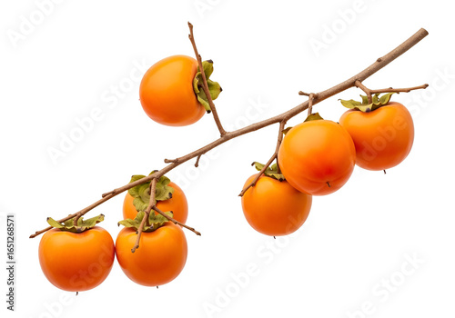 A branch of persimmon fruit, showcasing vibrant orange tones against a stark black background.