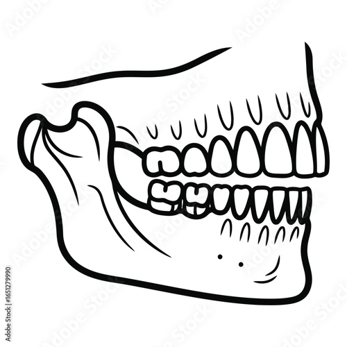 Human Jaw Bone with Teeth Illustration Black and White Dental Anatomy Medical Illustration Anatomy and Structure Study Resource