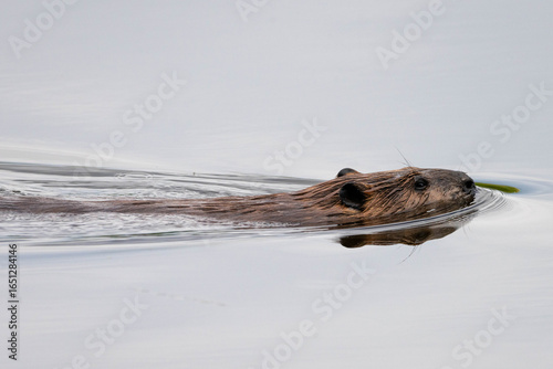 Beaver running in water