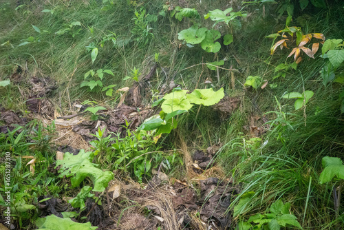 山の植物