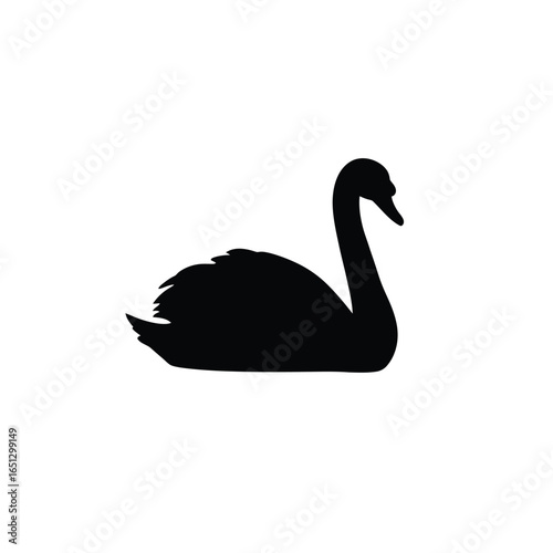 Black swan silhouette bird water