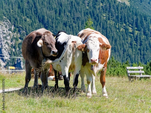 Three alpine cows stand side by side.