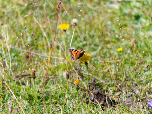 Butterfly Small Tortoiseshell sitting on a flower