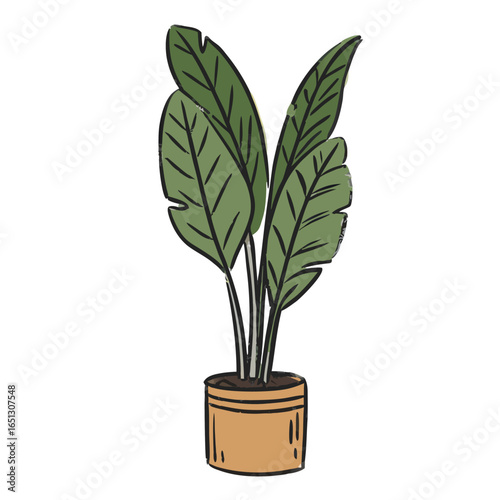 Green leafy plant in a terracotta pot leaves