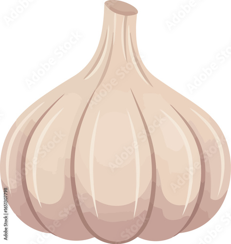 A single ripe bulb of fresh garlic with a clean white background perfect for culinary and health related designs