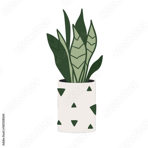 Green snake plant in decorative pot leaves