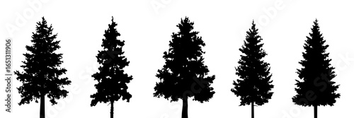 Five Evergreen Tree Silhouettes: Variations in Shape and Size