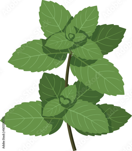 A vibrant illustration of a fresh green mint plant with detailed leaves and a stem isolated on a white background