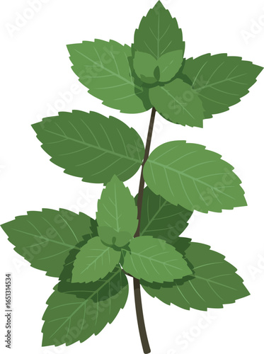 A fresh green sprig of mint leaves with a dark stem isolated on a white background showcasing natural herbal goodness and aroma