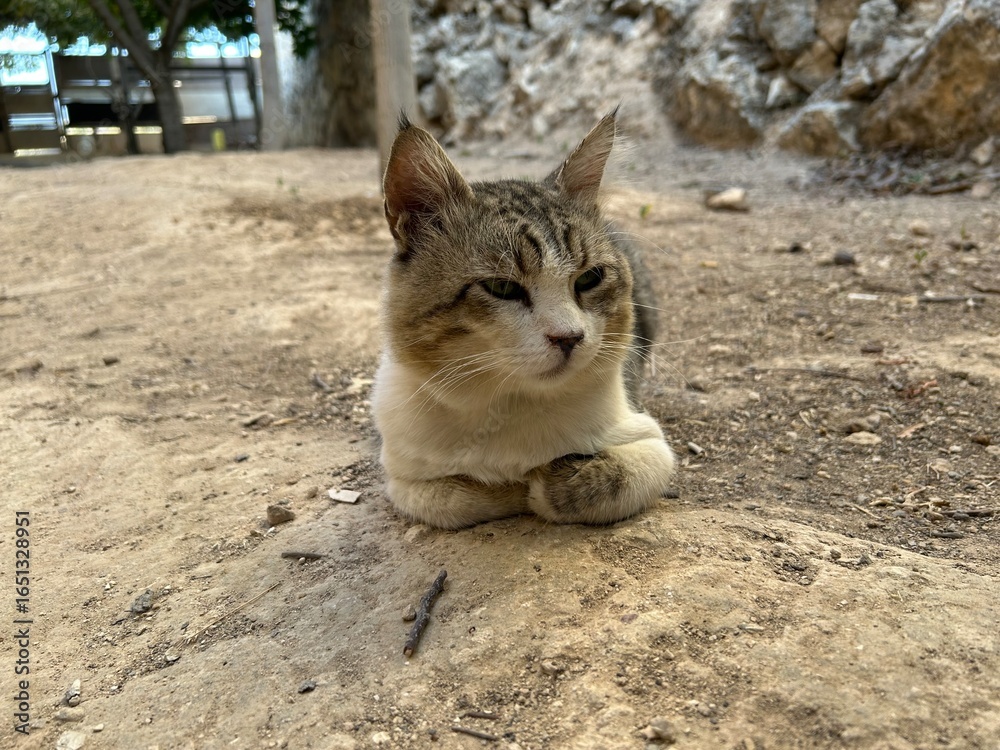 Obraz premium A beautiful tabby cat sits outside in nature