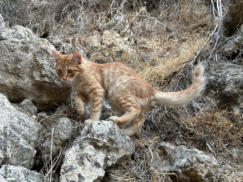 Canvas Print A cat is on the rocks