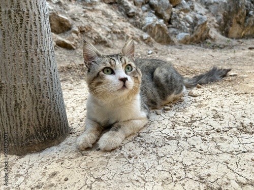 Canvas Print A beautiful tabby cat sits outside in nature