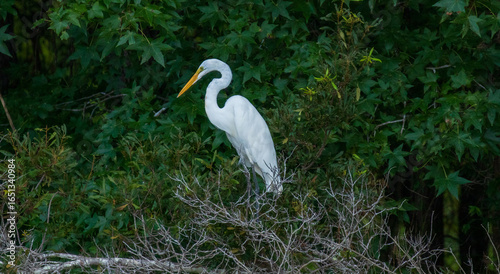 Egret sitting in a forest