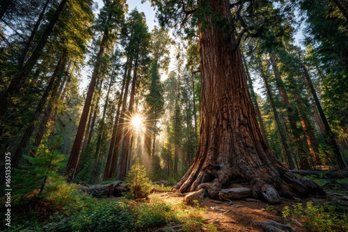 Golden Sunrise Over Sequoias in Mariposa Grove, Yosemite National Park, Showcasing Nature's Majestic Forest Landscape