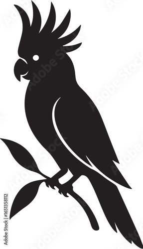 cockatoo